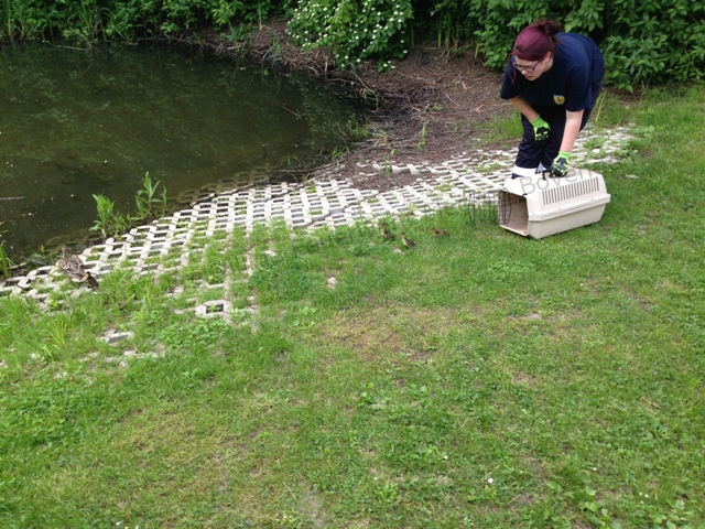 20160604 Enten BO DGP HP ASI 01